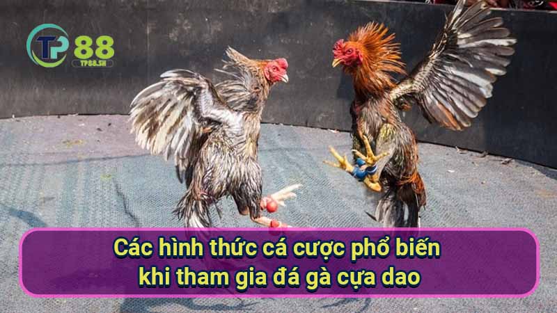 cac-hinh-thuc-ca-cuoc-pho-bien-khi-tham-gia-da-ga-cua-dao