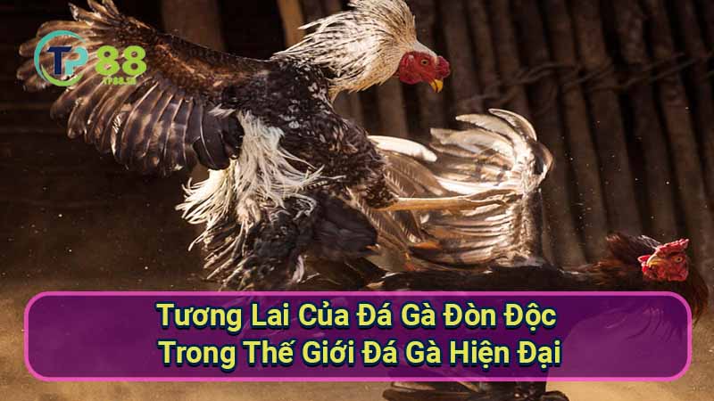 nhung-mau-mang-da-ga-duoc-ua-chuong-trong-cac-tran-da-ga-chuyen-nghiep