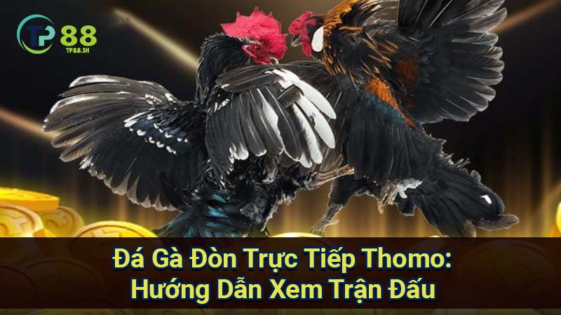 da-ga-don-truc-tiep-thomo:-huong-dan-xem-tran-dau