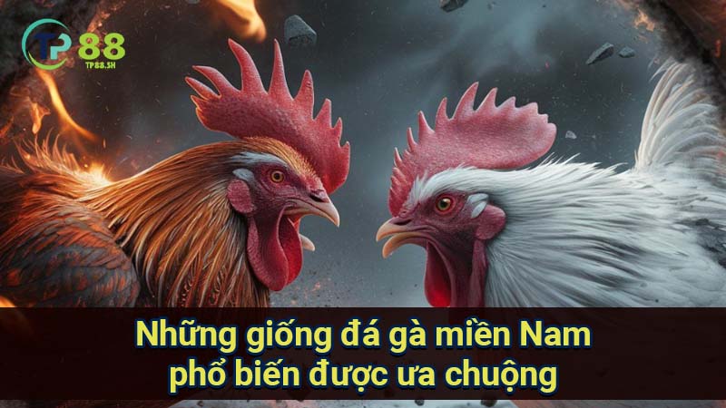 nhung-giong-da-ga-mien-nam-pho-bien-duoc-ua-chuong