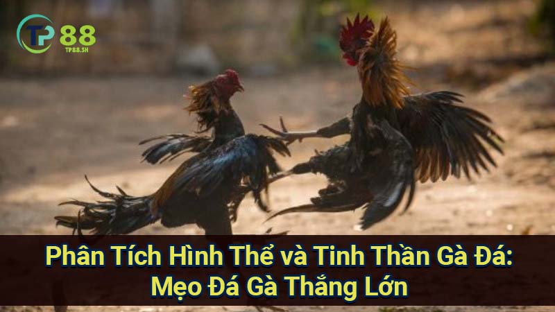 phan-tich-hinh-the-va-tinh-than-ga-da:-meo-da-ga-thang-lon