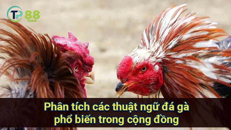 phan-tich-cac-thuat-ngu-da-ga-pho-bien-trong-cong-dong